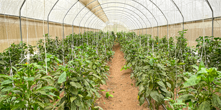 Call For Fabrics: My Story of Food - On The Farm!